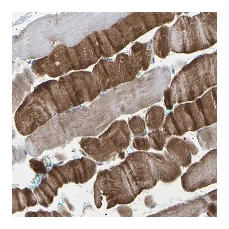 Merck Anti-TMCO4 antibody produced in rabbit