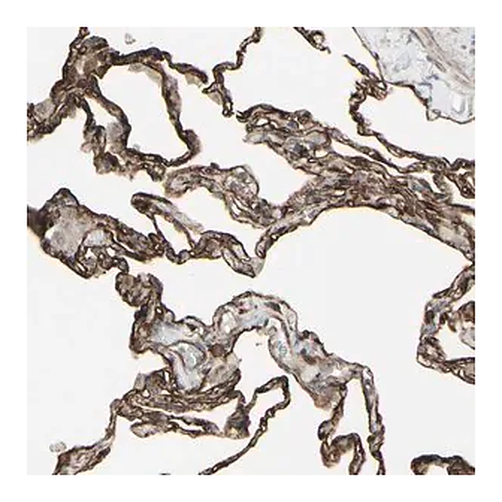 Merck Anti-DTX3L antibody produced in rabbit