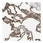 Merck Anti-DTX3L antibody produced in rabbit
