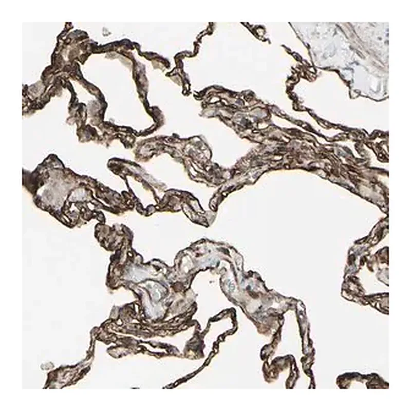 Merck Anti-DTX3L antibody produced in rabbit