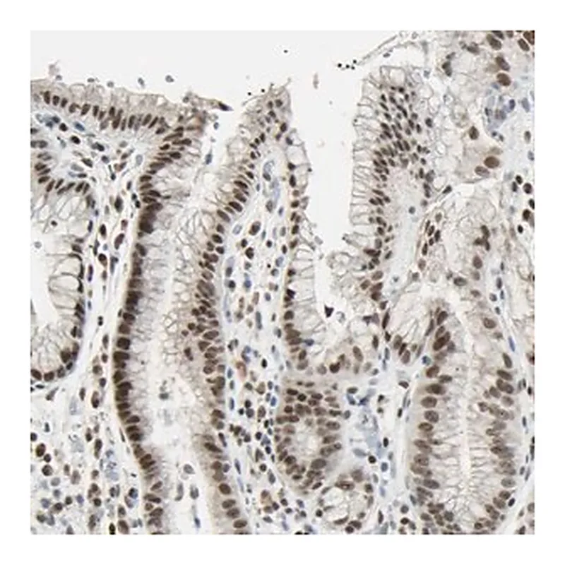 Merck Anti-C1orf174 antibody produced in rabbit