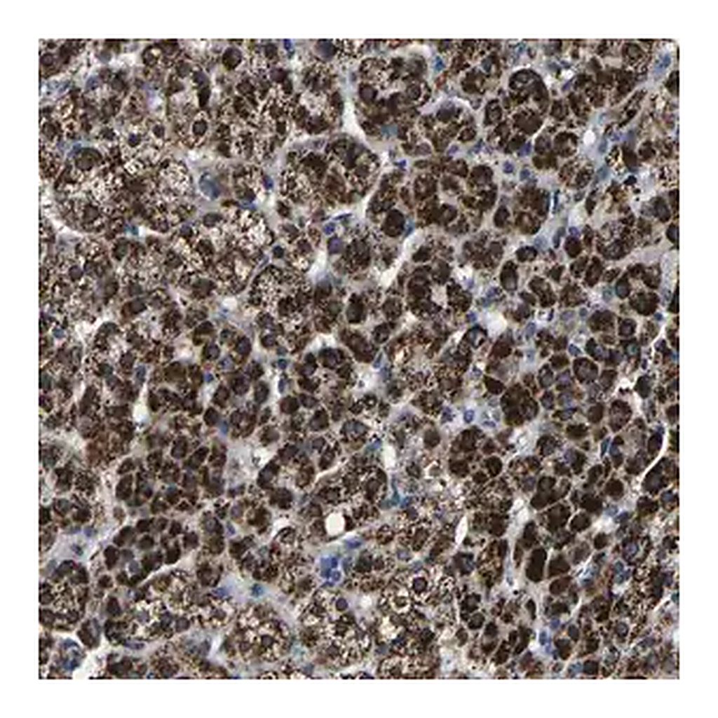 Merck Anti-CA5B antibody produced in rabbit