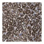Merck Anti-CA5B antibody produced in rabbit