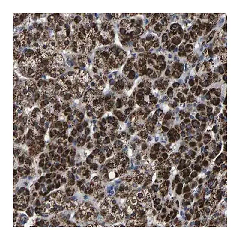 Merck Anti-CA5B antibody produced in rabbit