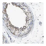 Merck Anti-ZNF200 antibody produced in rabbit