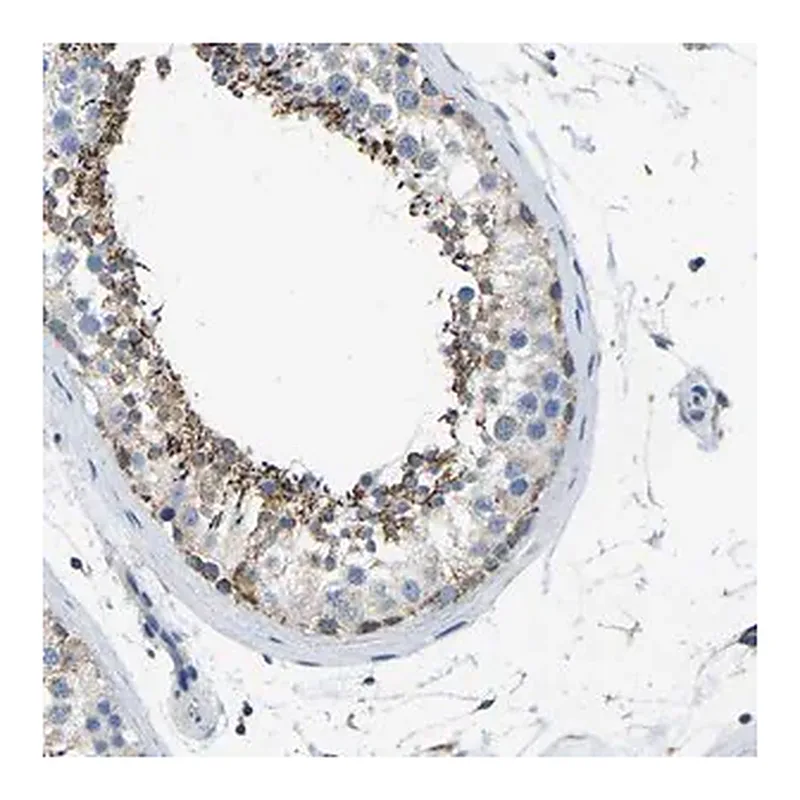 Merck Anti-ZNF200 antibody produced in rabbit