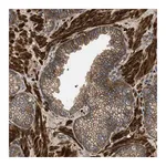 Merck Anti-CNNM3 antibody produced in rabbit