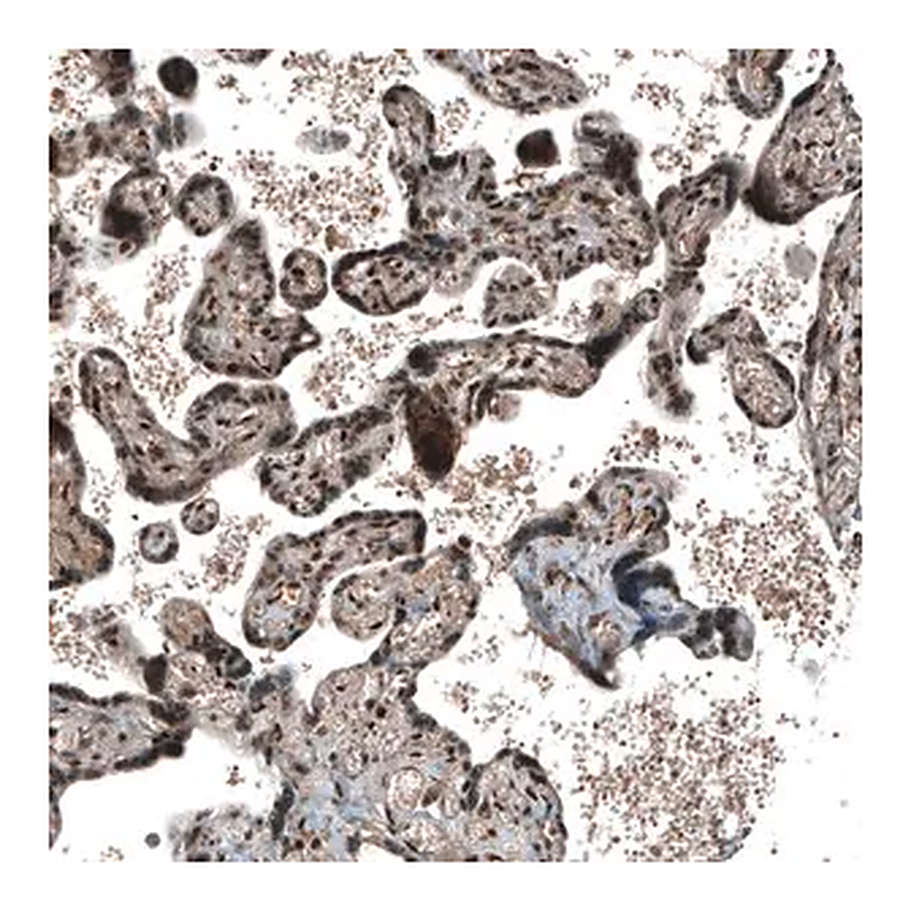 Merck Anti-SOX7 antibody produced in rabbit