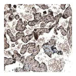 Merck Anti-SOX7 antibody produced in rabbit