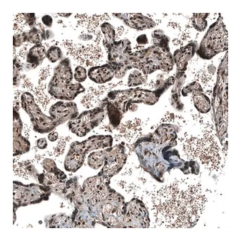 Merck Anti-SOX7 antibody produced in rabbit