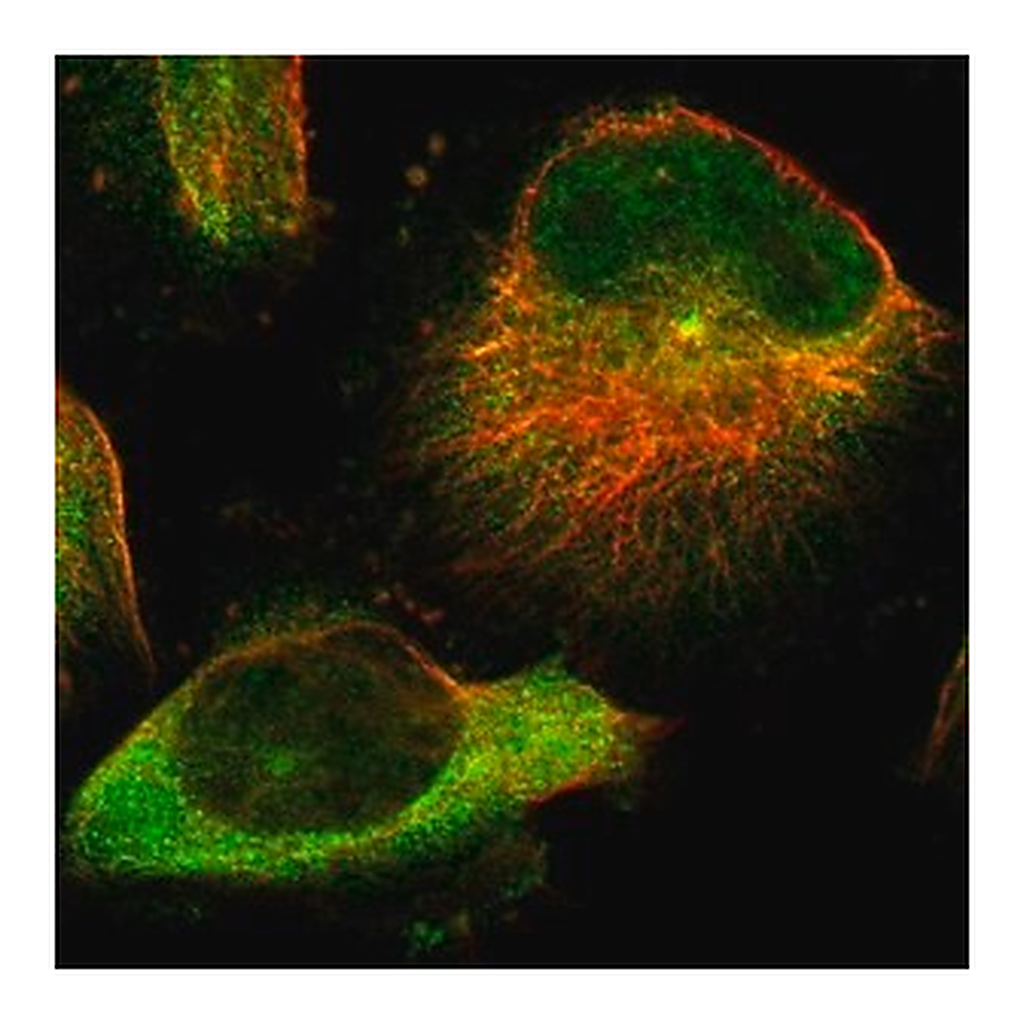Merck Anti-TMEM132C antibody produced in rabbit