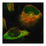 Merck Anti-TMEM132C antibody produced in rabbit