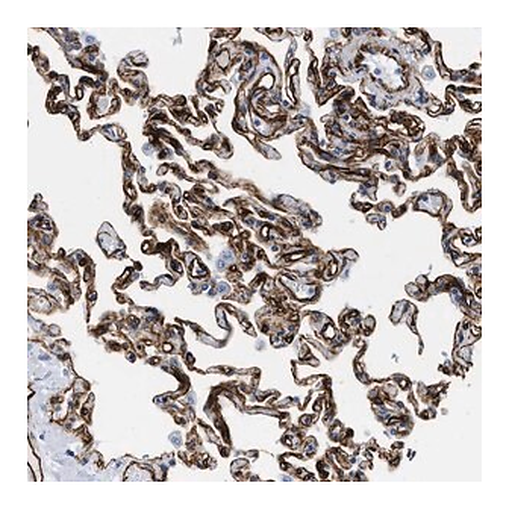 Merck Anti-TVP23B antibody produced in rabbit