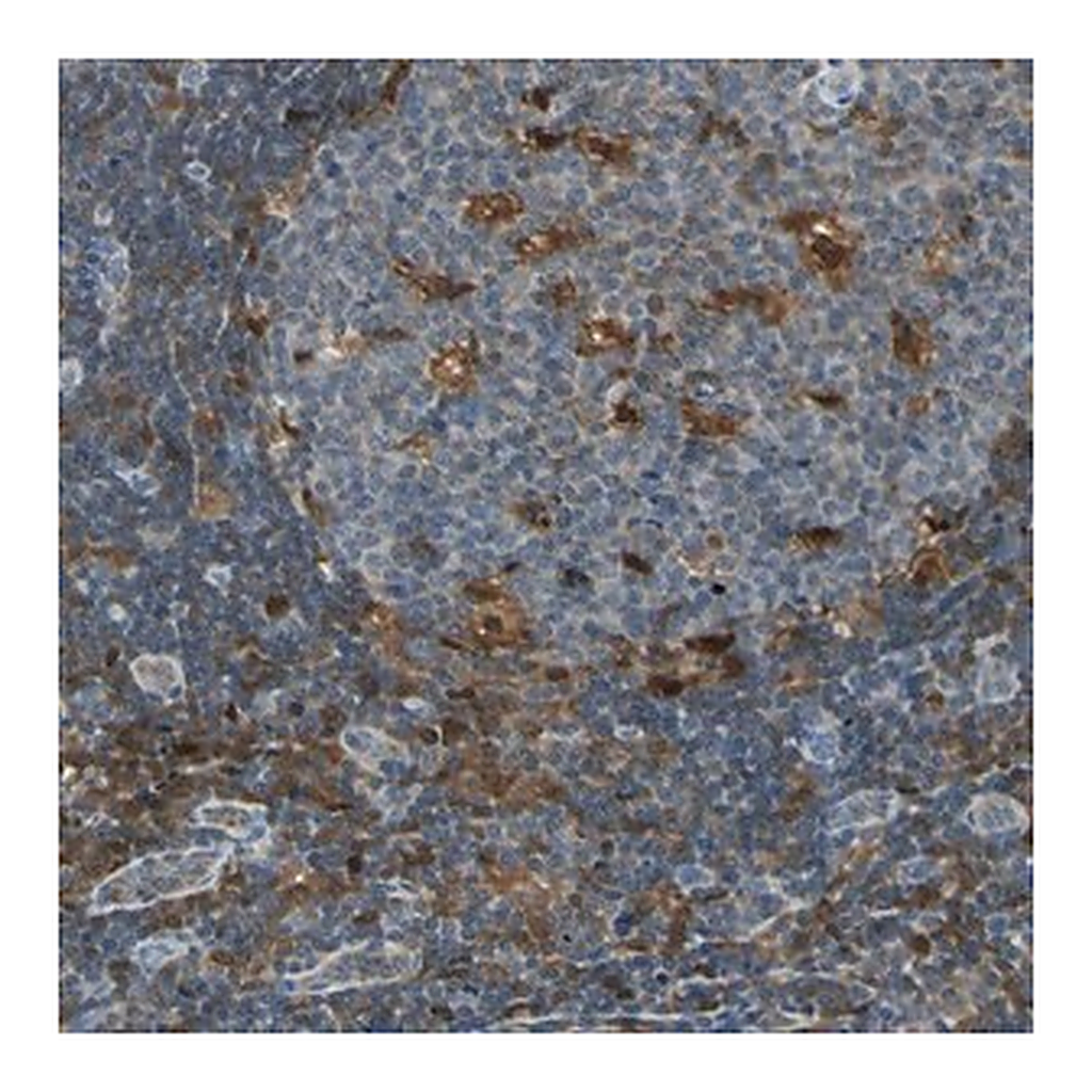 Merck Anti-FAM49B antibody produced in rabbit