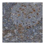 Merck Anti-FAM49B antibody produced in rabbit