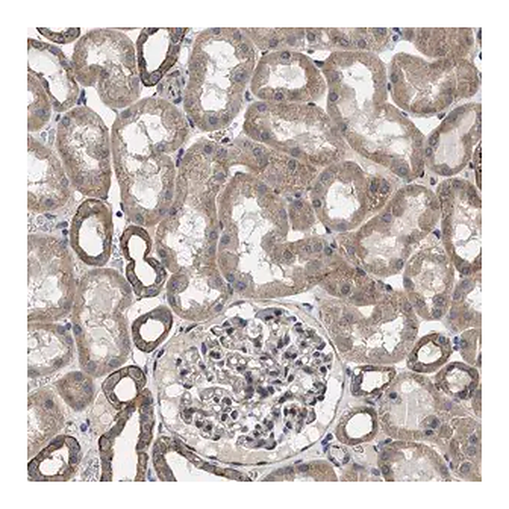 Merck Anti-PKD2 antibody produced in rabbit