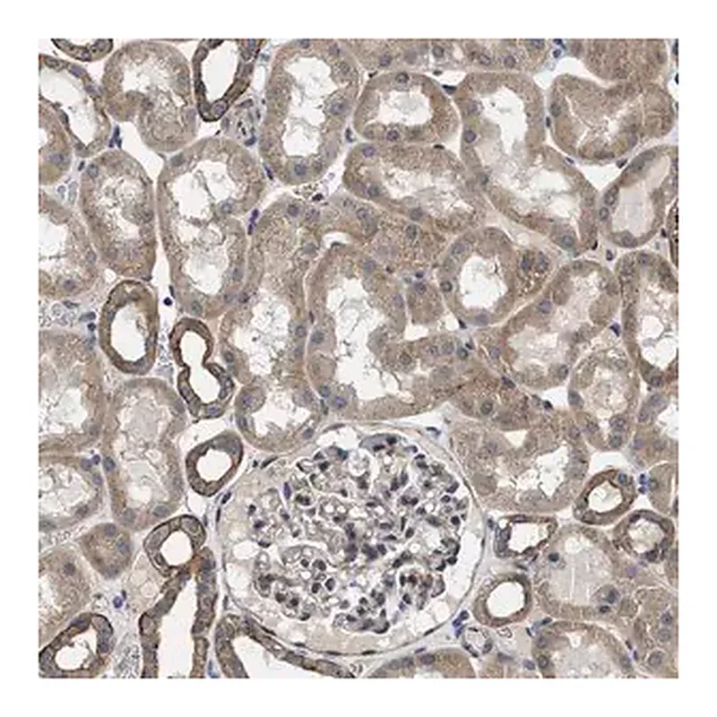 Merck Anti-PKD2 antibody produced in rabbit