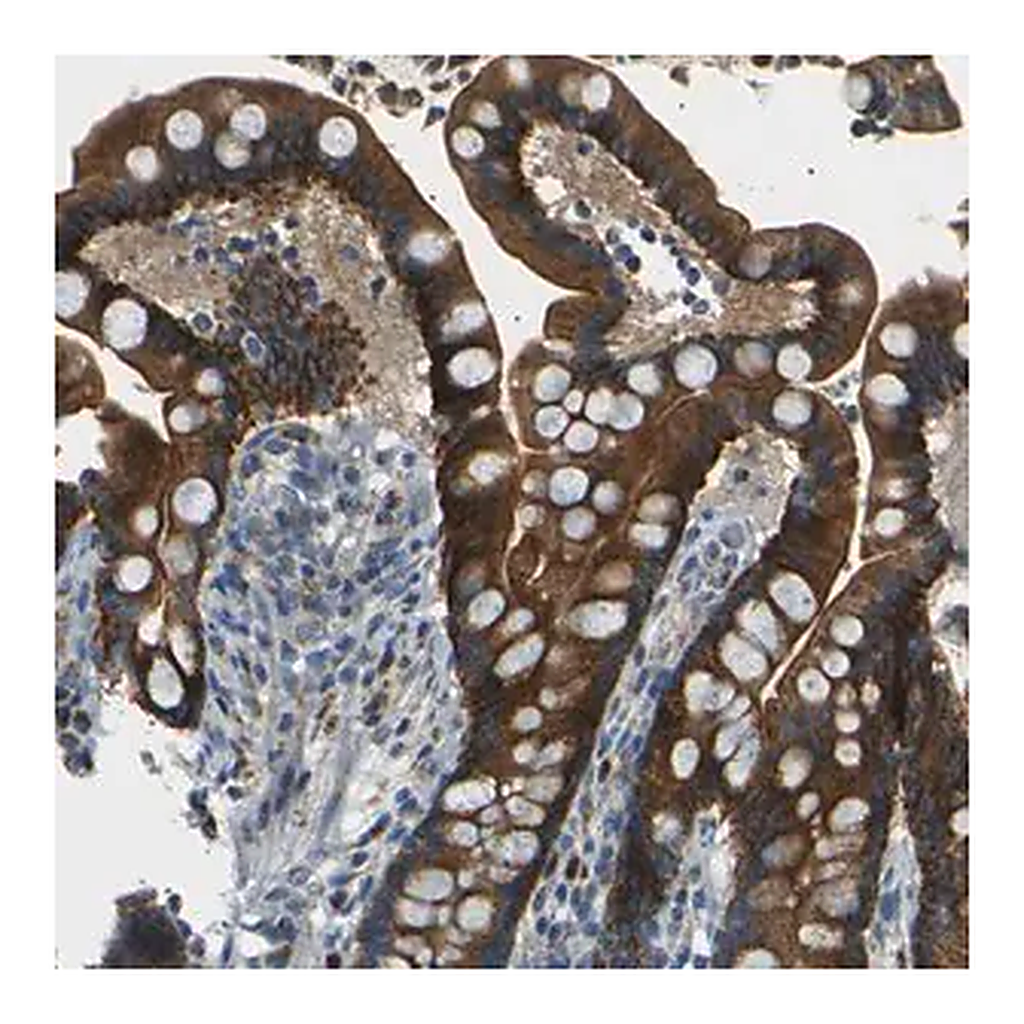 Merck Anti-NETO2 antibody produced in rabbit