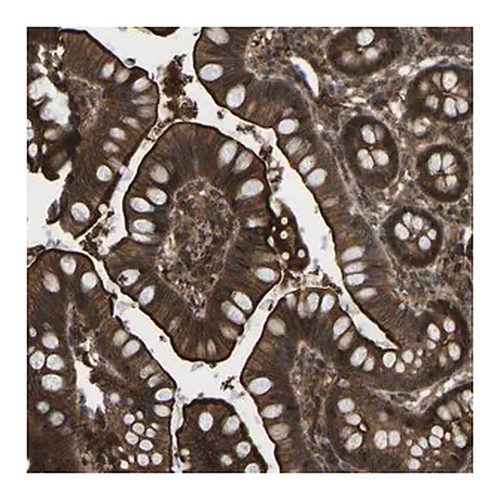 Merck Anti-CYP7B1 antibody produced in rabbit