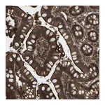 Merck Anti-CYP7B1 antibody produced in rabbit