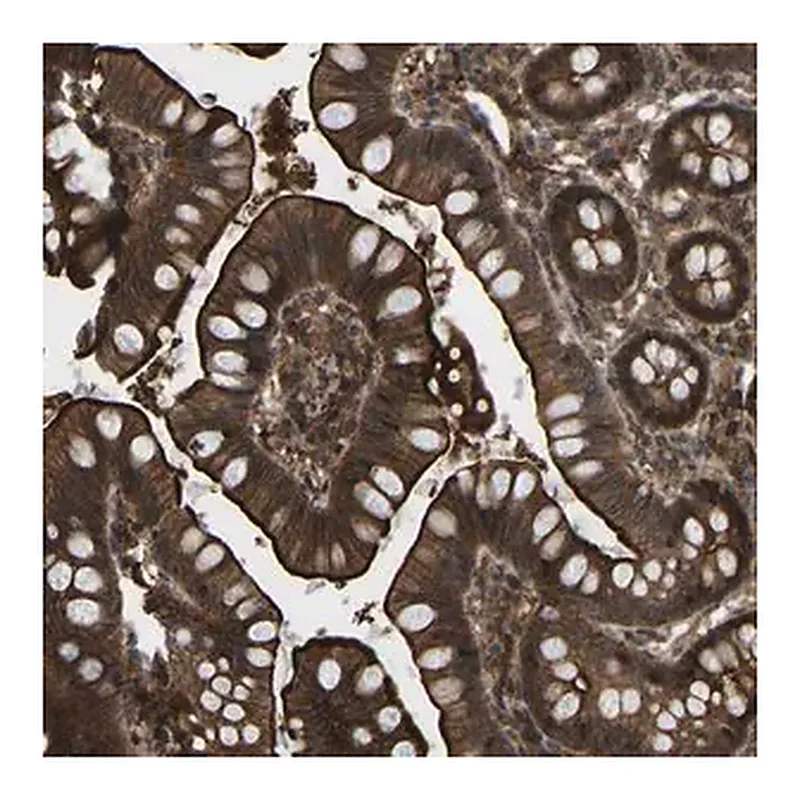 Merck Anti-CYP7B1 antibody produced in rabbit