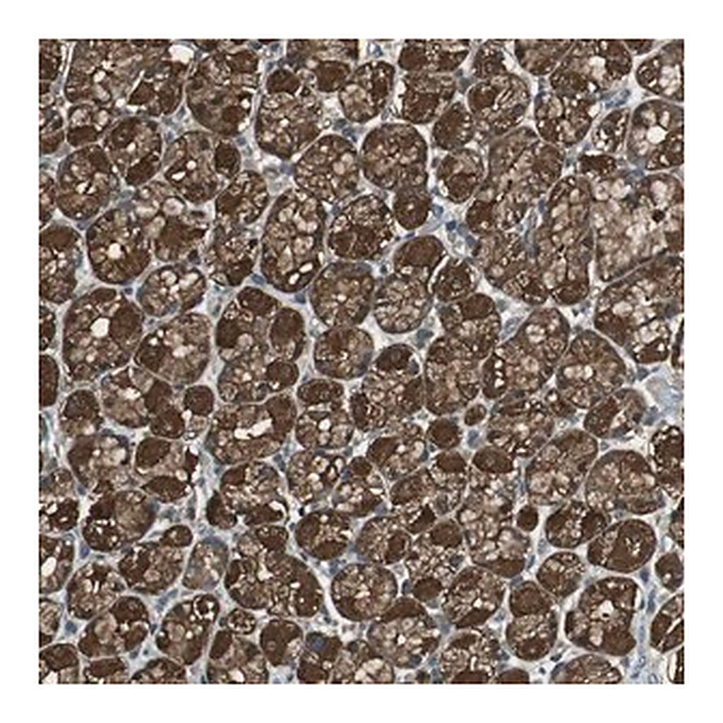 Merck Anti-TWSG1 antibody produced in rabbit