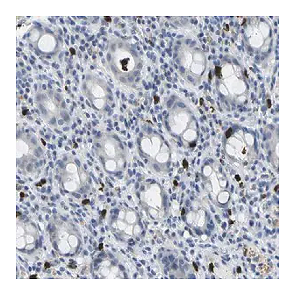 Merck Anti-GPR15 antibody produced in rabbit