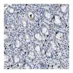 Merck Anti-GPR15 antibody produced in rabbit