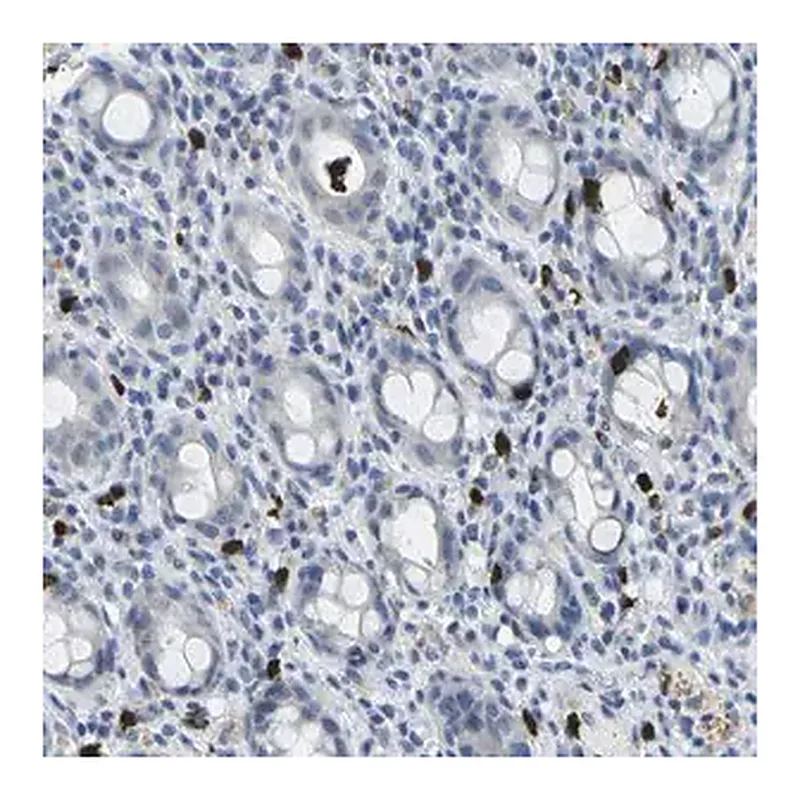 Merck Anti-GPR15 antibody produced in rabbit