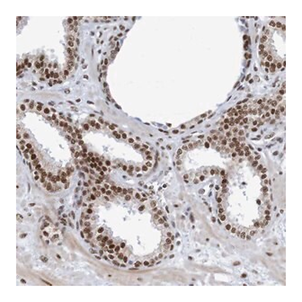 Merck Anti-THRAP3 antibody produced in rabbit