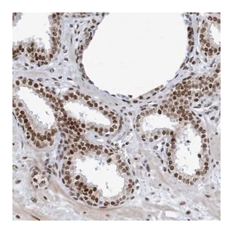 Merck Anti-THRAP3 antibody produced in rabbit