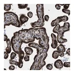 Merck Anti-LYSMD3 antibody produced in rabbit