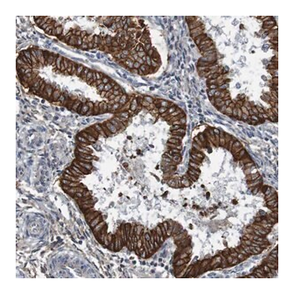 Merck Anti-B3GAT2 antibody produced in rabbit