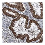 Merck Anti-B3GAT2 antibody produced in rabbit
