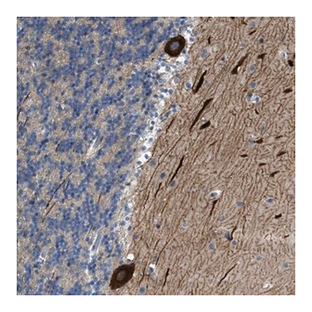 Merck Anti-PCNX3 antibody produced in rabbit