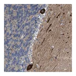 Merck Anti-PCNX3 antibody produced in rabbit