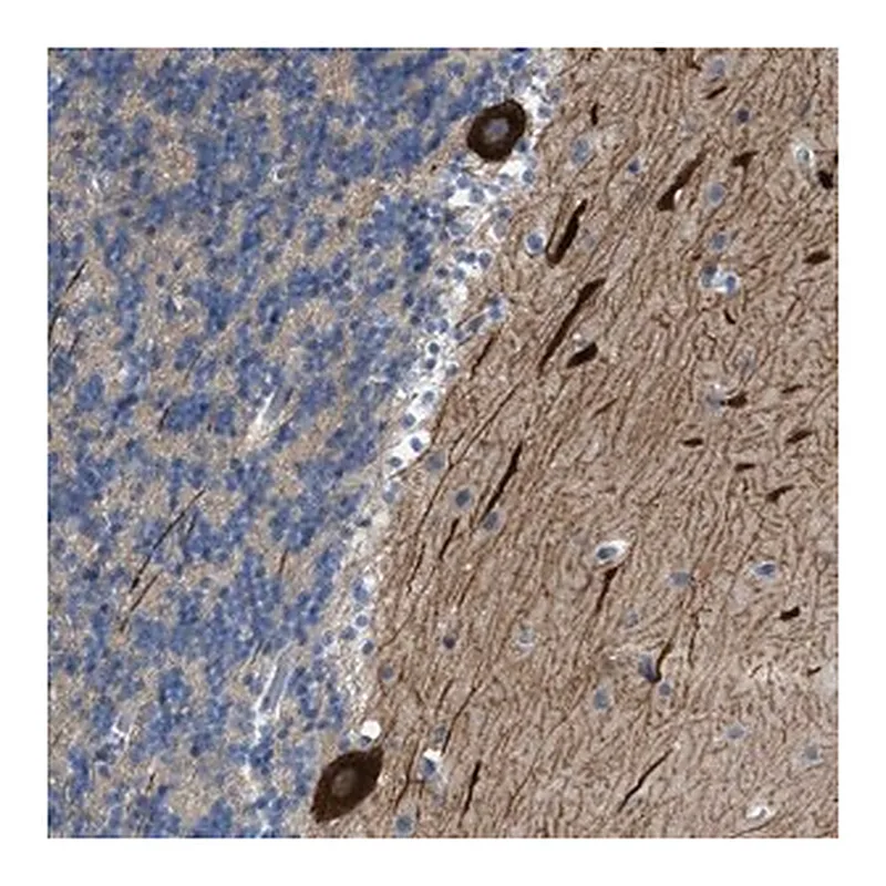 Merck Anti-PCNX3 antibody produced in rabbit