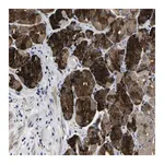 Merck Anti-COA1 antibody produced in rabbit