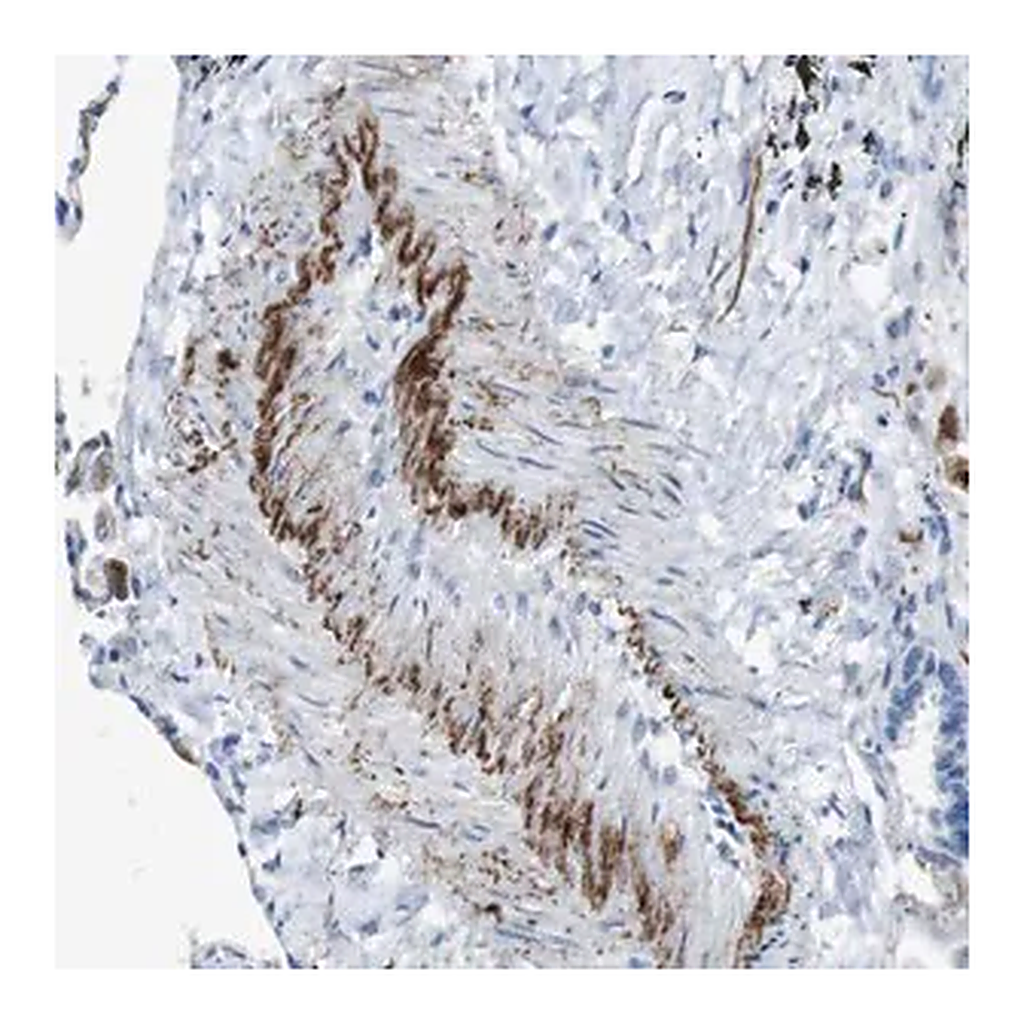 Merck Anti-APOBEC4 antibody produced in rabbit