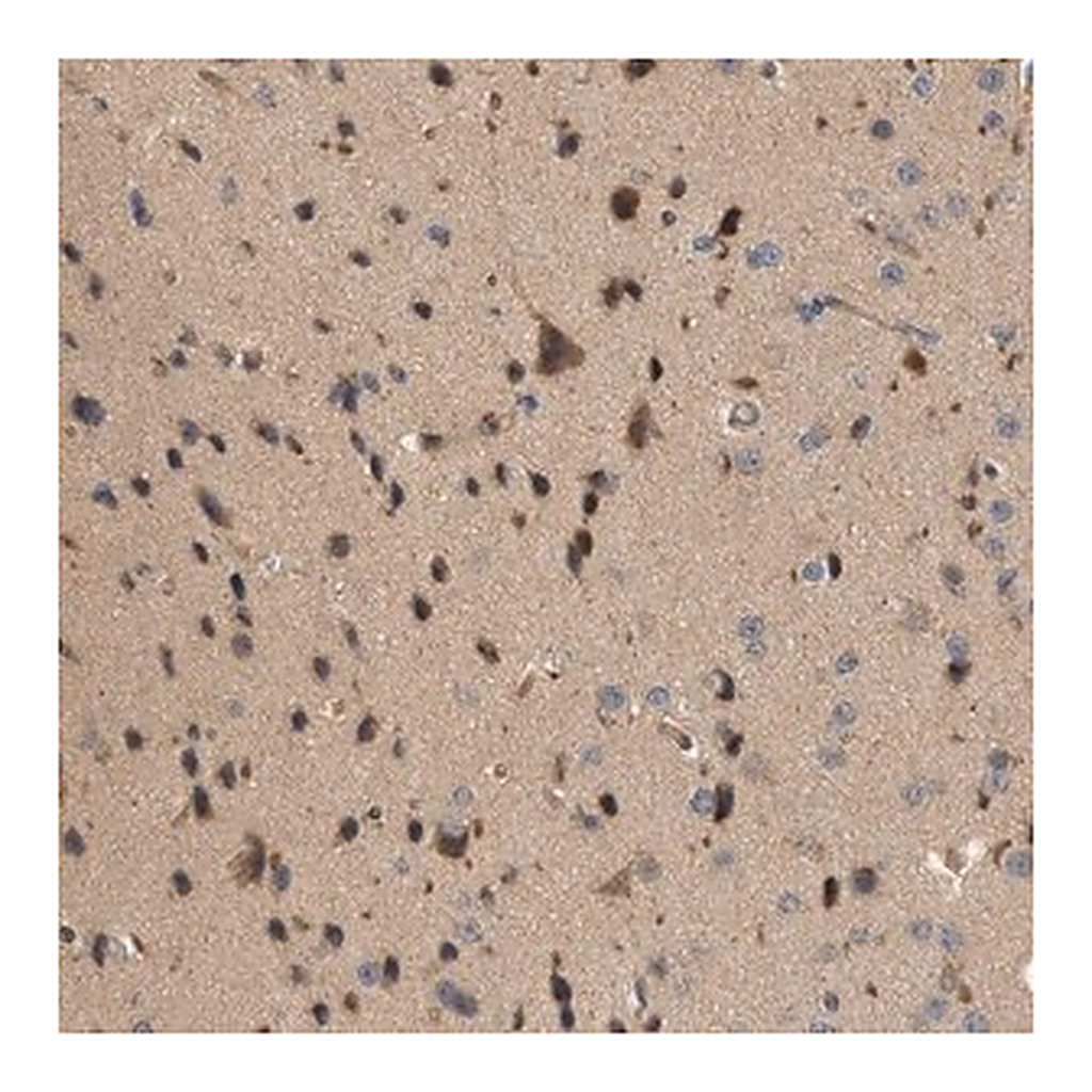 Merck Anti-CTXN1 antibody produced in rabbit