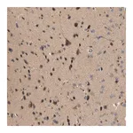 Merck Anti-CTXN1 antibody produced in rabbit