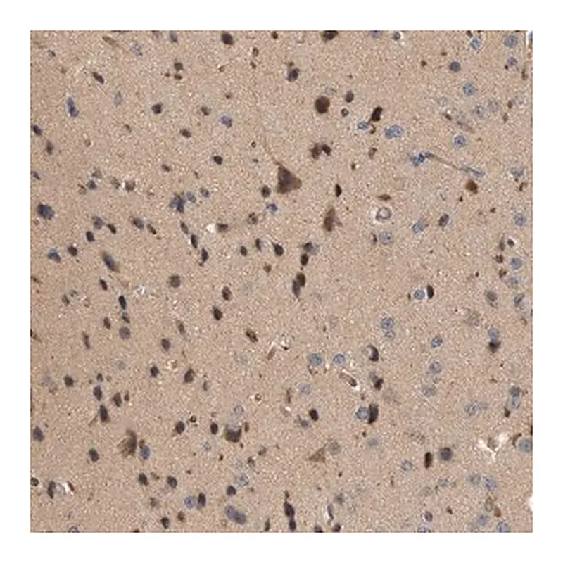 Merck Anti-CTXN1 antibody produced in rabbit