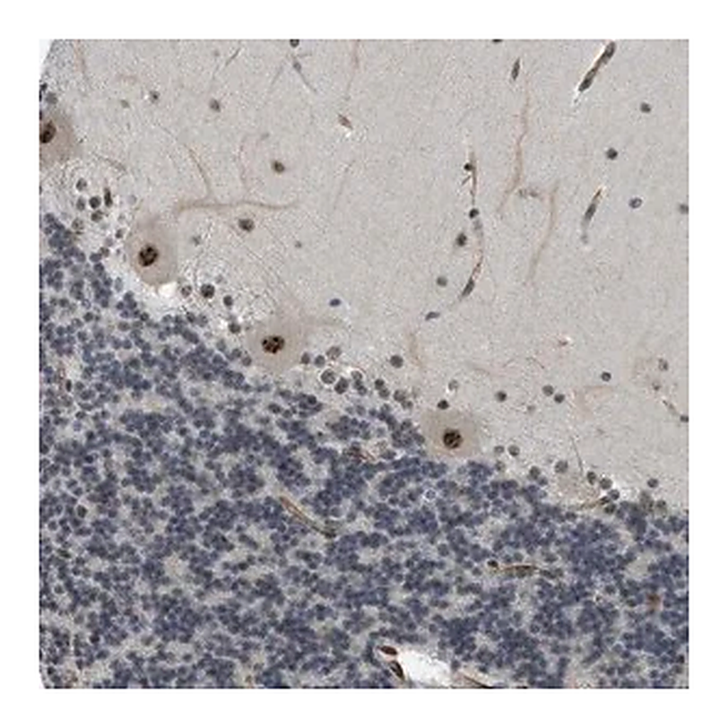 Merck Anti-LRRC8B antibody produced in rabbit