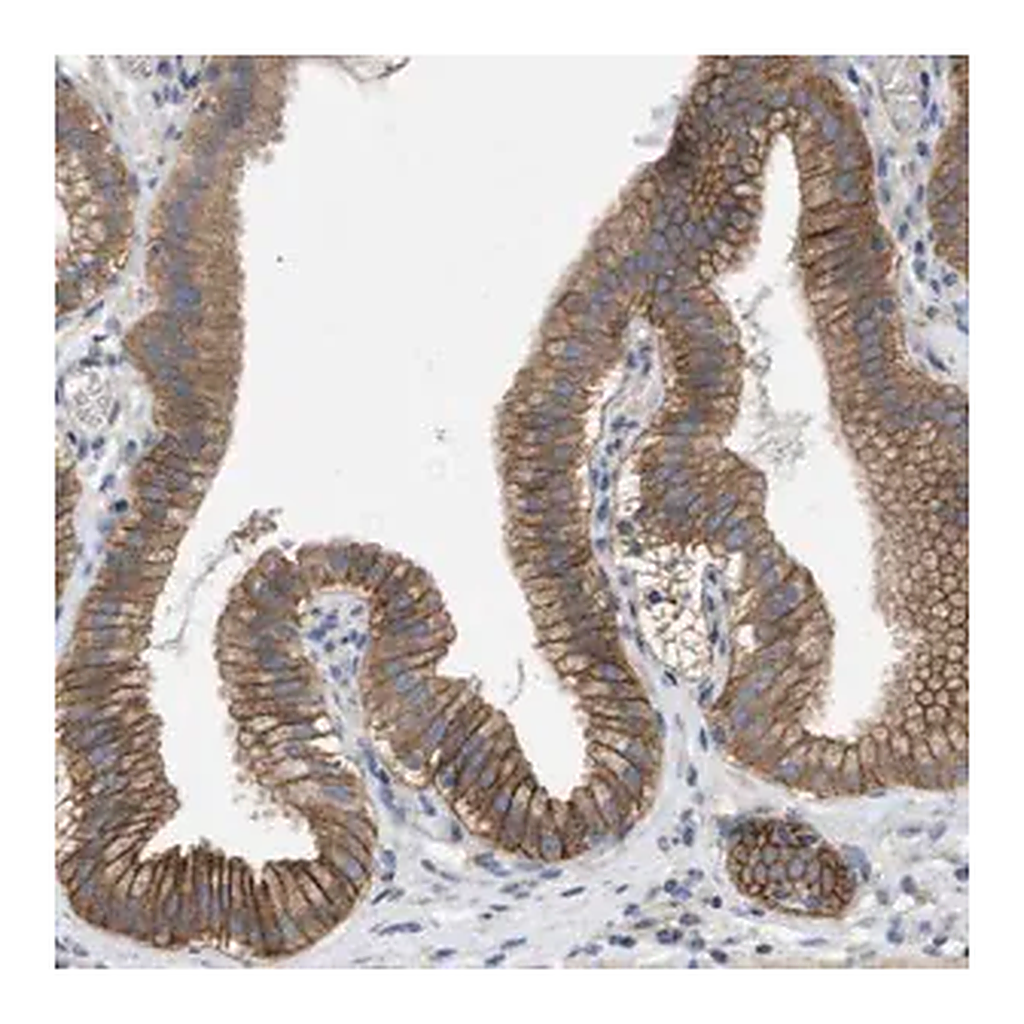 Merck Anti-KCNS3 antibody produced in rabbit