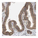 Merck Anti-KCNS3 antibody produced in rabbit
