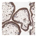Merck Anti-ATG7 antibody produced in rabbit