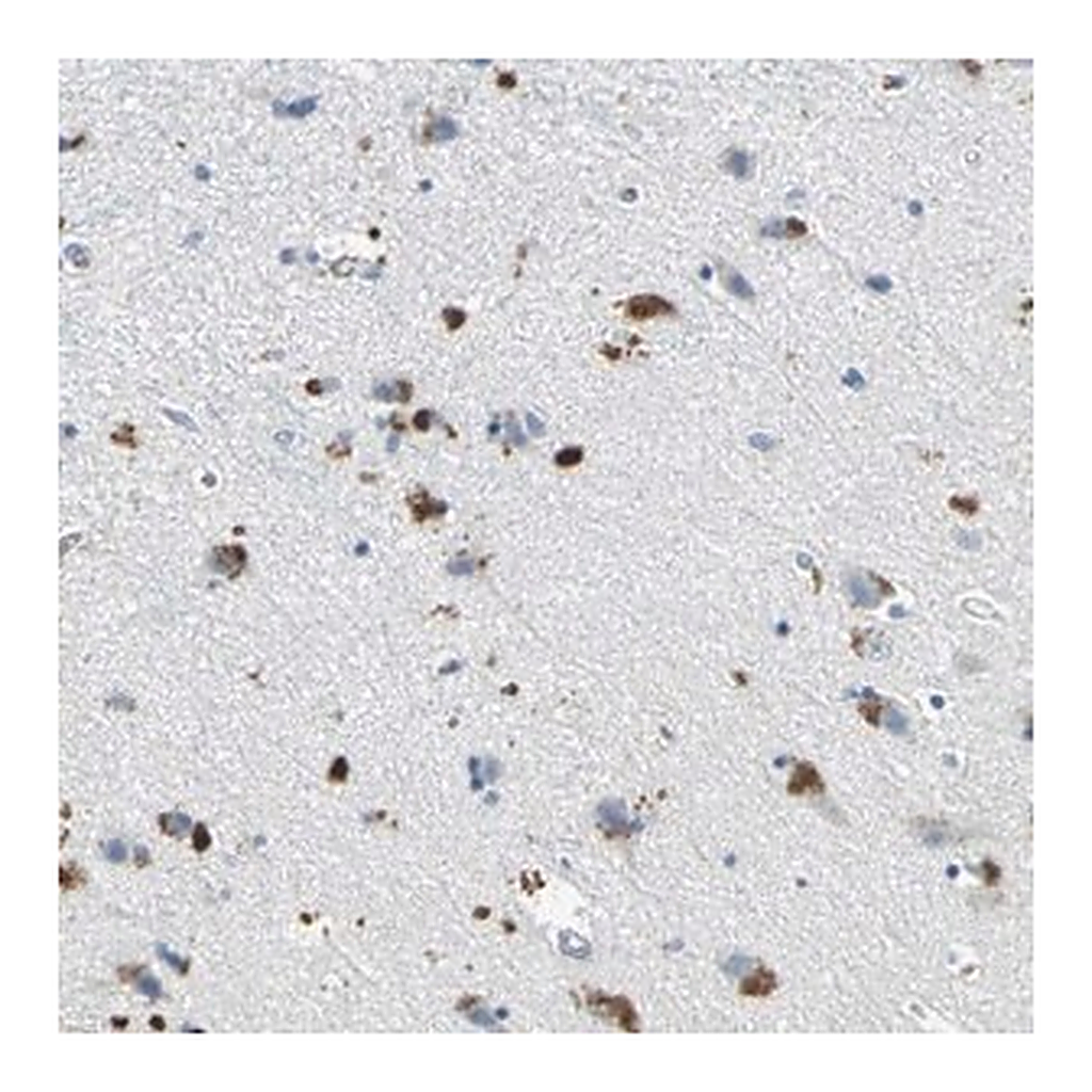 Merck Anti-EFNB3 antibody produced in rabbit