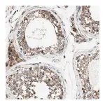 Merck Anti-PCSK4 antibody produced in rabbit