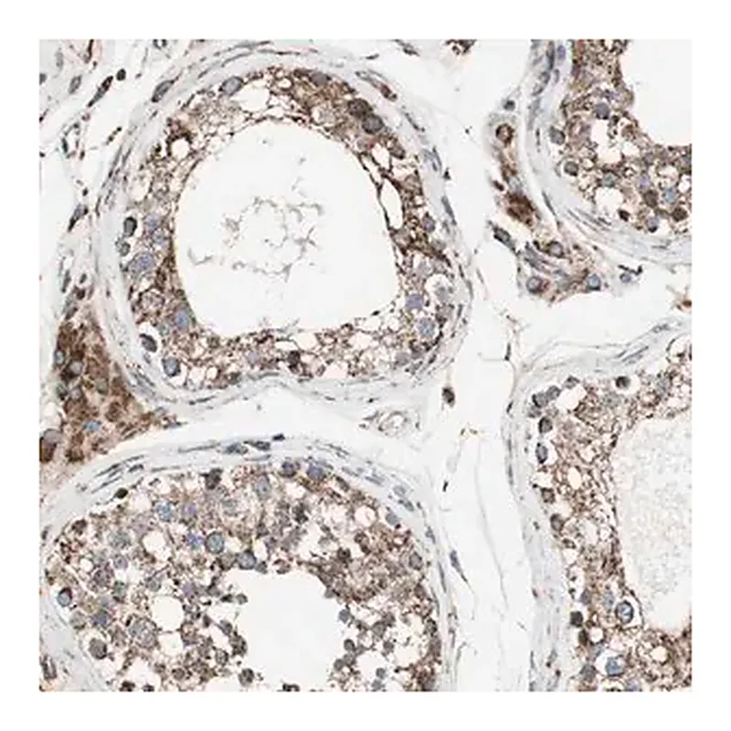 Merck Anti-PCSK4 antibody produced in rabbit