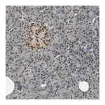 Merck Anti-PHC1 antibody produced in rabbit